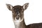 Female fallow deer Dama dama portrait in snow-covered winter landscape, isolated image