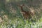 A female fallow deer in Jaegersborg Dyrehave