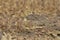 Female of Fan Throated Lizard or Sitana in the Breeding display seen at Satara,Maharashtra,India