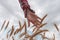 Female farm worker agronomist examining ripe barley crops