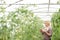 Female Farm Worker Checking Tomato Plants In Greenhouse