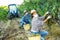 Female farm worker in medical mask harvesting grapes