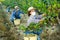 Female farm worker in medical mask harvesting grapes