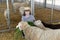 Female farm worker taking care of sheep