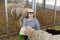 Female farm worker taking care of sheep