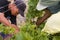 Female farm workers harvesting grapes