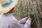 Female farmer Catching  leaf stalk of tapioca plant with tapioca limb that cut the stack together in the farm