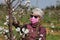 Female farmer in cherry orchard analyze blossoming trees