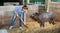 Female farmer cleaning pig barn
