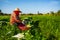 Female farmer cleaning radish in field