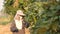 Female farmer collecting winged bean and walking in farm