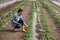 Female farmer crouching checking tomato plant in greenhouse