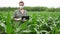 Female farmer with digital tablet computer in cultivated agricultural maize crop corn field.