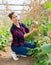 Female farmer fixing cucumber on supporting trellis