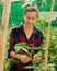 Female farmer fixing tomato plants on supporting trellis