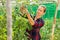 Female farmer fixing tomato plants on supporting trellis