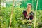 Female farmer fixing tomato plants on supporting trellis