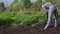 Female farmer flattens the ground with rakes