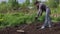 Female farmer flattens the ground with rakes