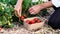 Female farmer is gathering fresh ripe strawberry at the field