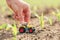 Female farmer hand holding miniature die cast tractor model toy in corn field