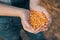 Female farmer handful of harvested corn grains, close up