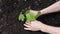 Female farmer hands gently plant a maple seedling