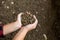 Female farmer hands holding handful of calf feed pellets