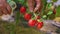 female farmer hands picking crop of red tomatoes in glasshouse.