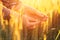 Female farmer hands in wheat plantation