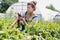 Female farmer harvesting and pulling out beets from an organic farm