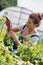 Female farmer harvesting and pulling out beets from an organic farm