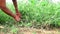 Female farmer harvesting weed or grass manually in fields