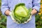 Female Farmer Hold Fresh Cabbage In Vegetavle Garden.