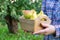 Female farmer holding box of several pears in his hands.