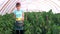 Female farmer holding bucket with yellow bell peppers.