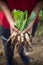 Female farmer holding with freshly harvested White Radish. Organic vegetable also called Mooli or Daikon