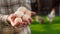 Female farmer holds chicken eggs amid meadows where chickens graze