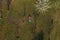 Female farmer laying down in organic cherry orchard, top down drone pov