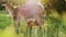 Female farmer milks a goat in a meadow