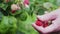 Female Farmer Picking Fresh Raspberry in Garden. Organic Farming and Agriculture. Close Up. Healthy Nutrition Concept