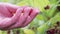 Female Farmer Picking Fresh Raspberry in Garden. Organic Farming and Agriculture. Close Up. Healthy Nutrition Concept