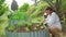 Female farmer planting salad greens in raised garden beds