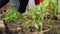 Female Farmer Planting Seedlings in the Garden