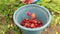Female farmer pours ripple strawberries into a bucket.