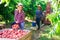 Female farmer preparing ripe peaches for transportation on fruit farm