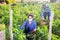 Female farmer in protective mask collect harvest bell peppers on farm plantation