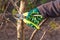 Female farmer with pruner shears the tips of plum tree