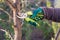 Female farmer with pruner shears the tips of plum tree