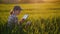 Female farmer sits in a wheat field, studies shoots, uses a tablet